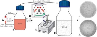 Mathematical Modeling and Optimization of Lactobacillus Species Single and Co-Culture Fermentation Processes in Wheat and Soy Dough Mixtures